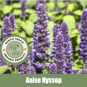 Anise Hyssop, also know as Agastache foeniculum